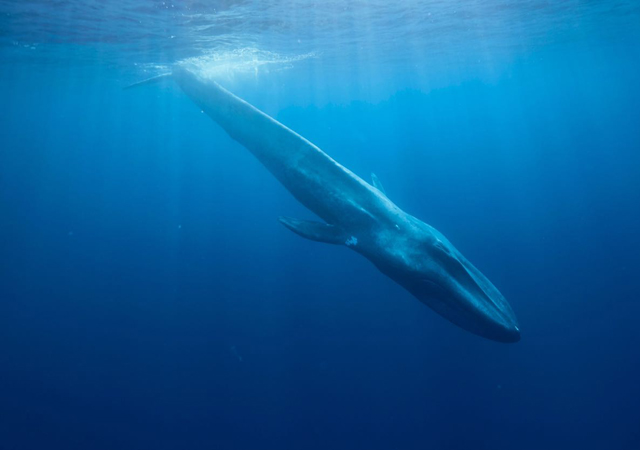 Muthu Tours Mirissa : Snorkeling with Whales | Whale Watching Mirissa ...